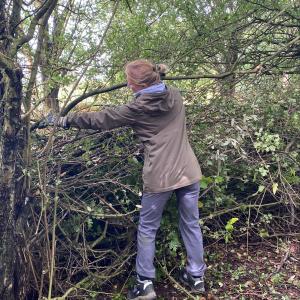 Tegan creating a dead hedge