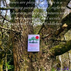 Book Highlight of the Month ‘The Hidden Life of Trees’ by Peter Wohlleben.