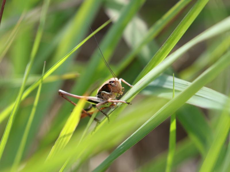 Female Bog Bush Cricket (c) Andrew Hankinson